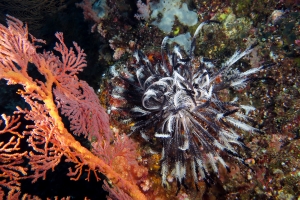 Gorgone cf. Melithaea ochracea, Corail