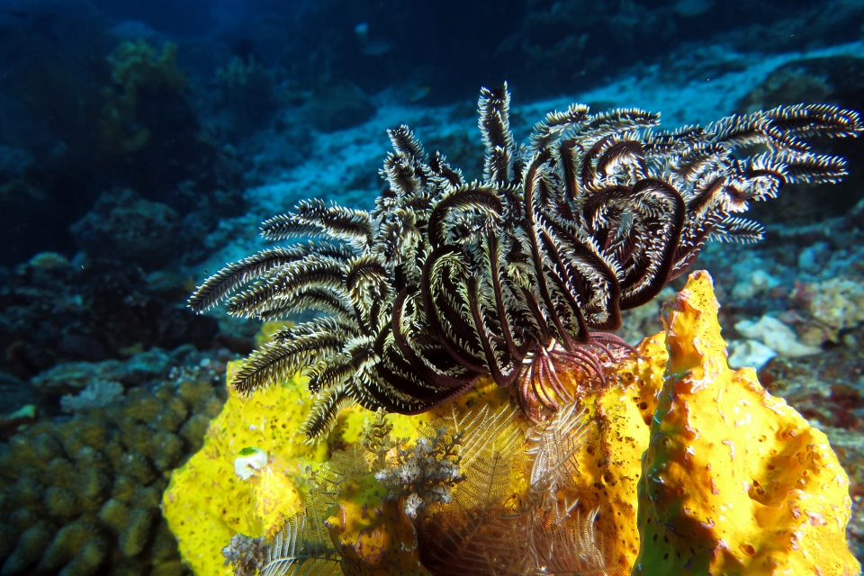 Crinoïde, Eponge