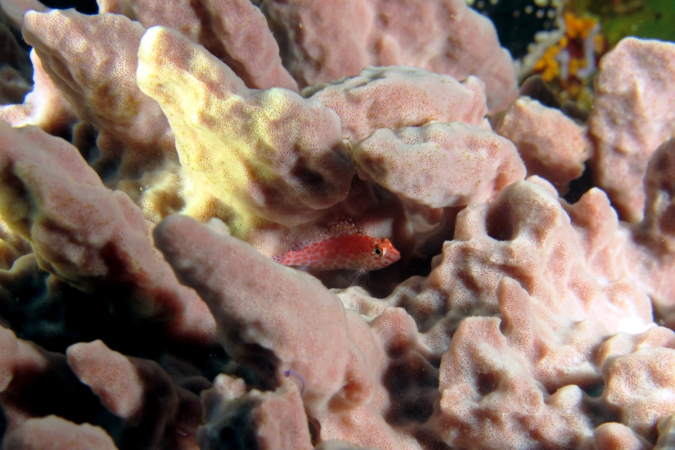 Cirrhitichthys oxycephalus, Eponge