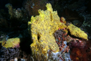Eponge