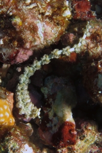 Pteraeolidia semperi