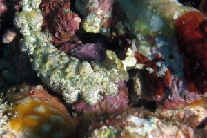 Pteraeolidia semperi