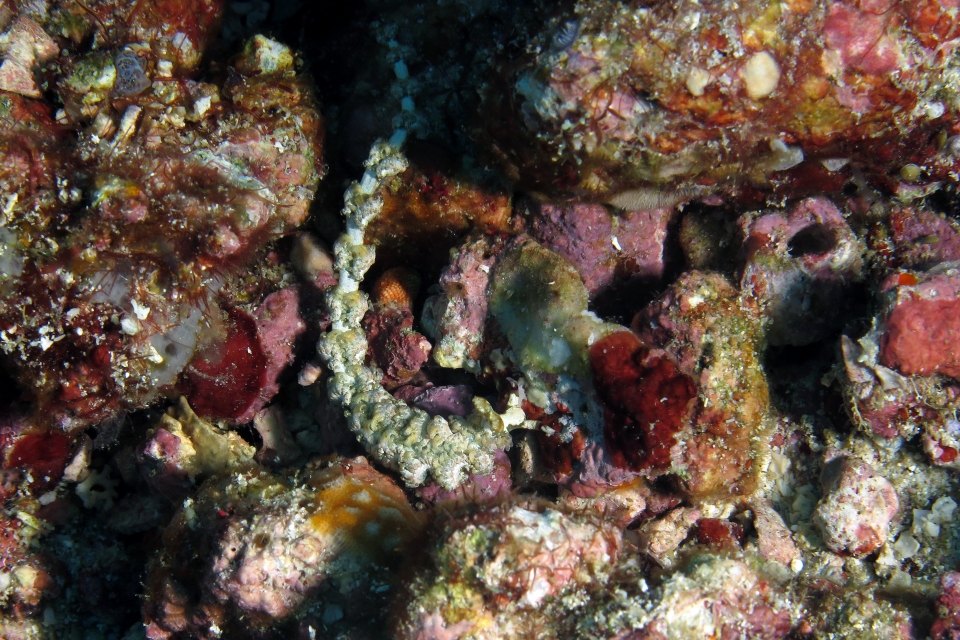 Pteraeolidia semperi