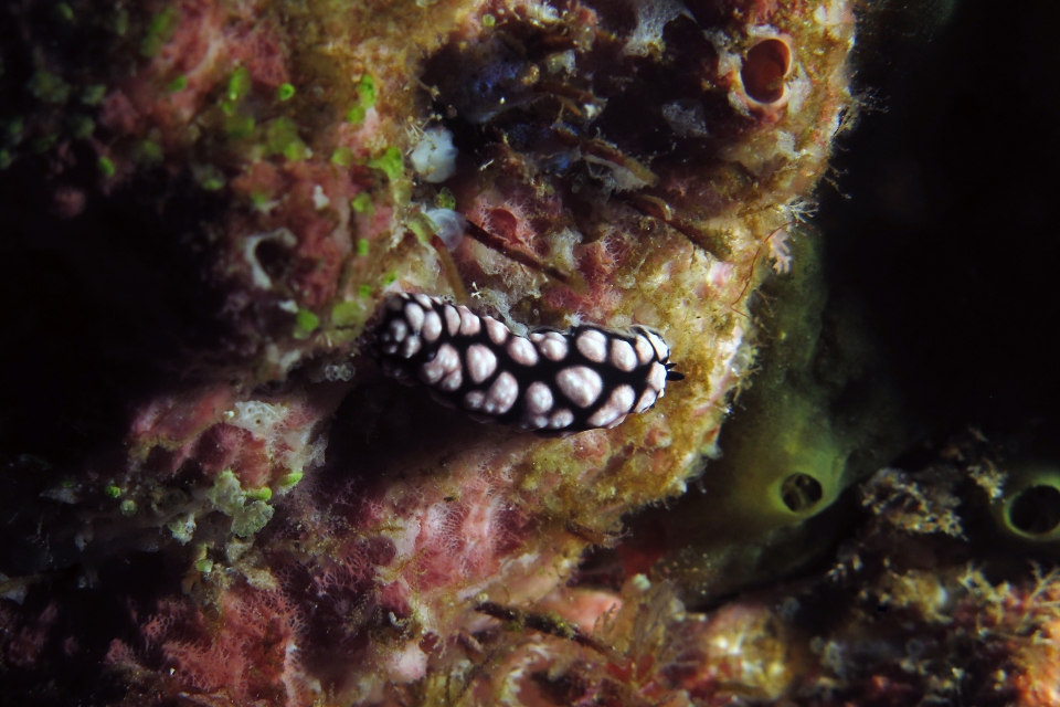 Phyllidiella pustulosa