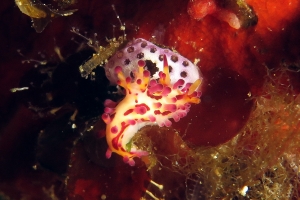Aegires villosus, Didemnum sp