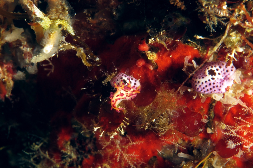 Aegires villosus, Didemnum sp