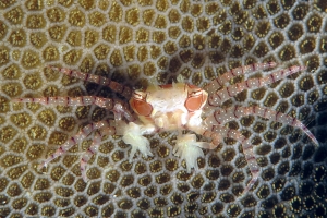 Lybia tessellata, Corail