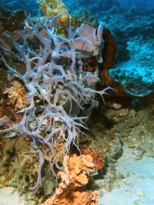 Eponge cf. Haliclona amboinensis