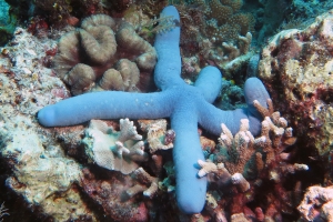 Linckia laevigata