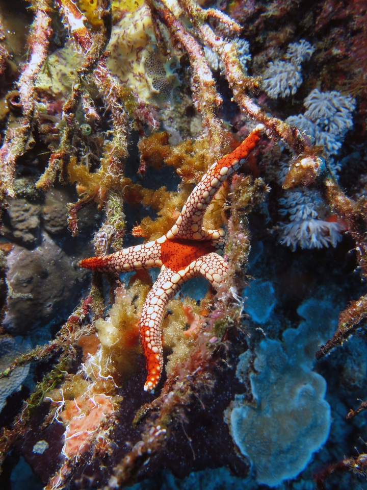 Fromia sp. cf. Fromia monilis