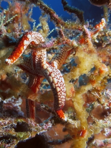Fromia sp. cf. Fromia monilis