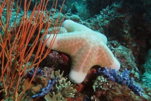 Choriaster granulatus, Ellisella sp., Distichopora violacea