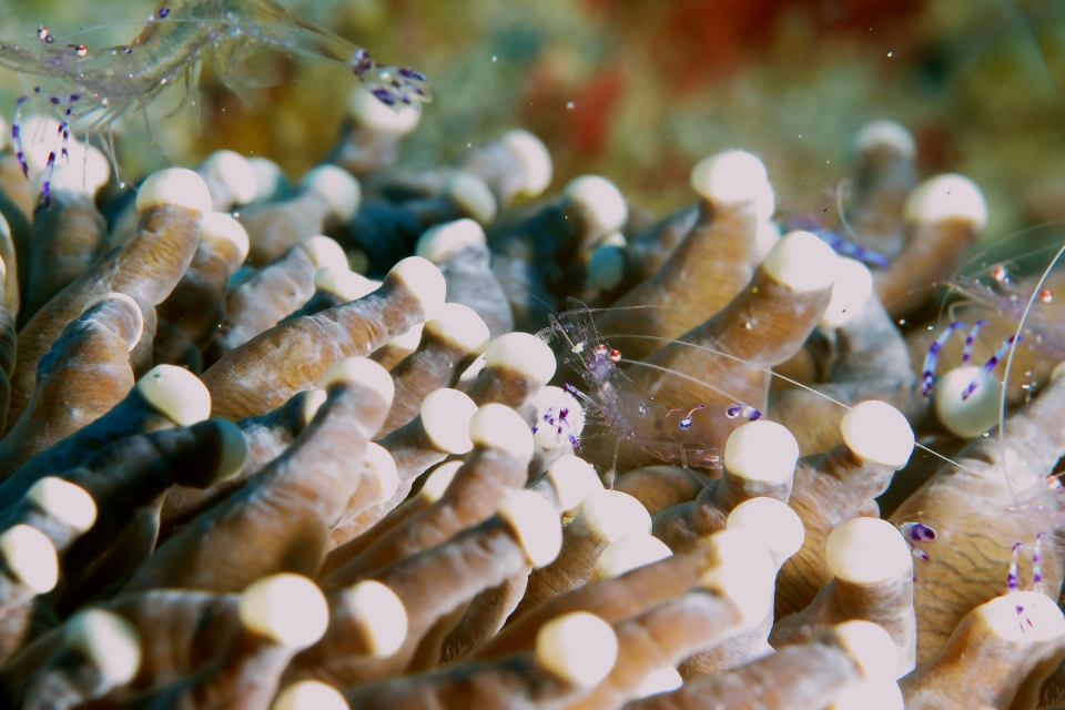 Ancylomenes sarasvati, Heliofungia actiniformis