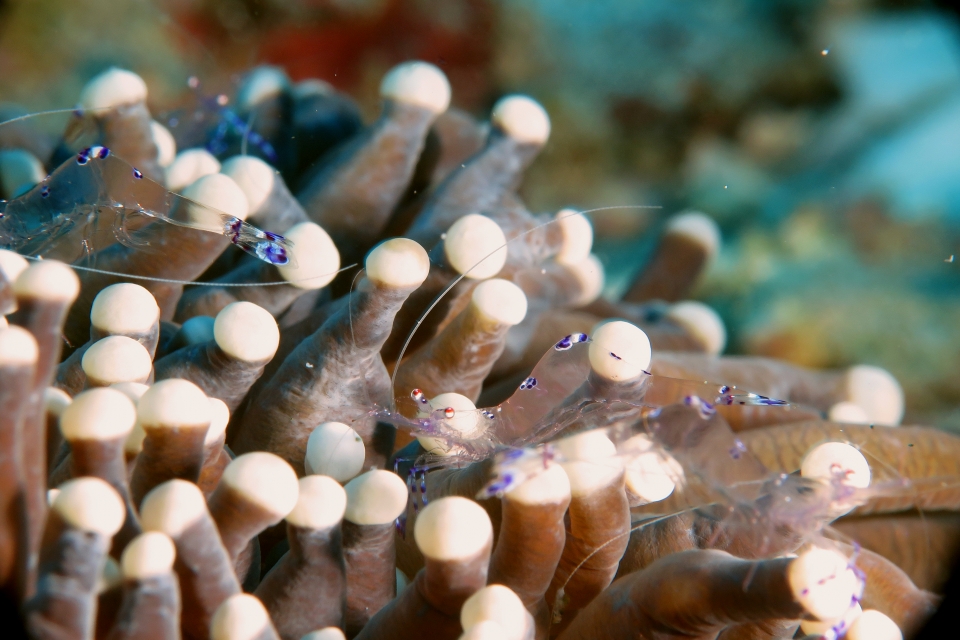 Ancylomenes sarasvati, Heliofungia actiniformis