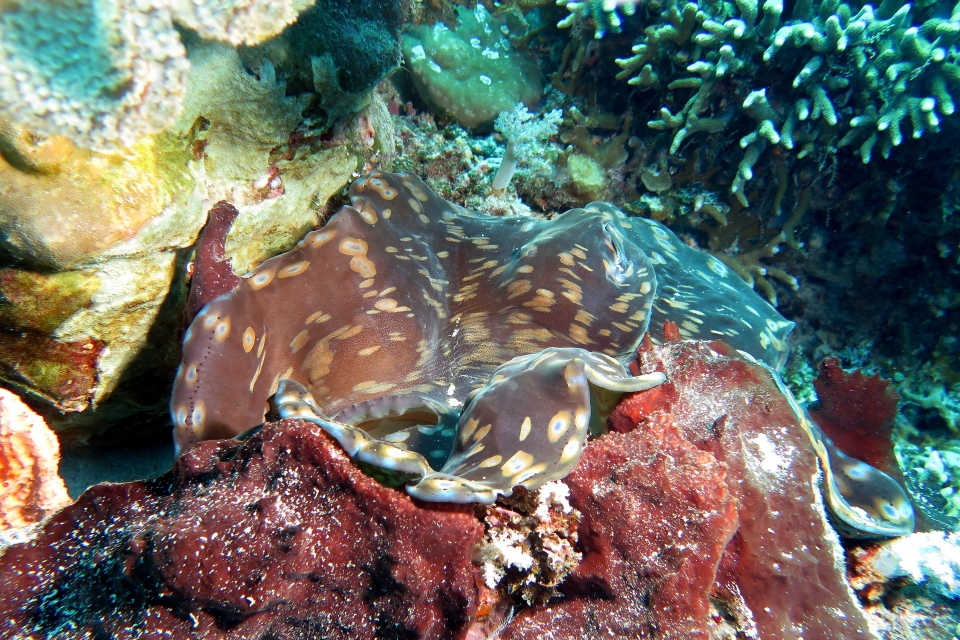 Bénitier