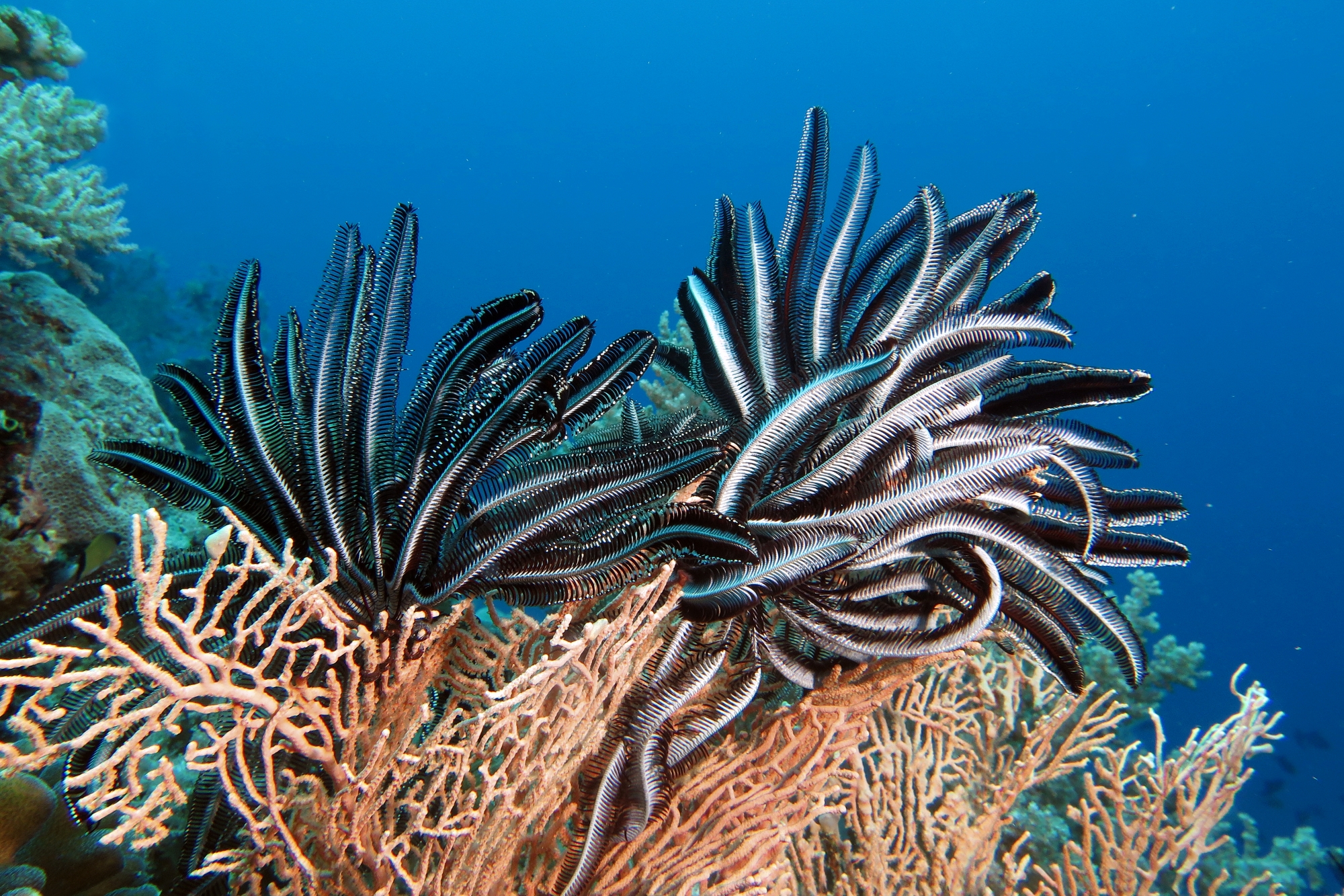 Crinoïde, Gorgone