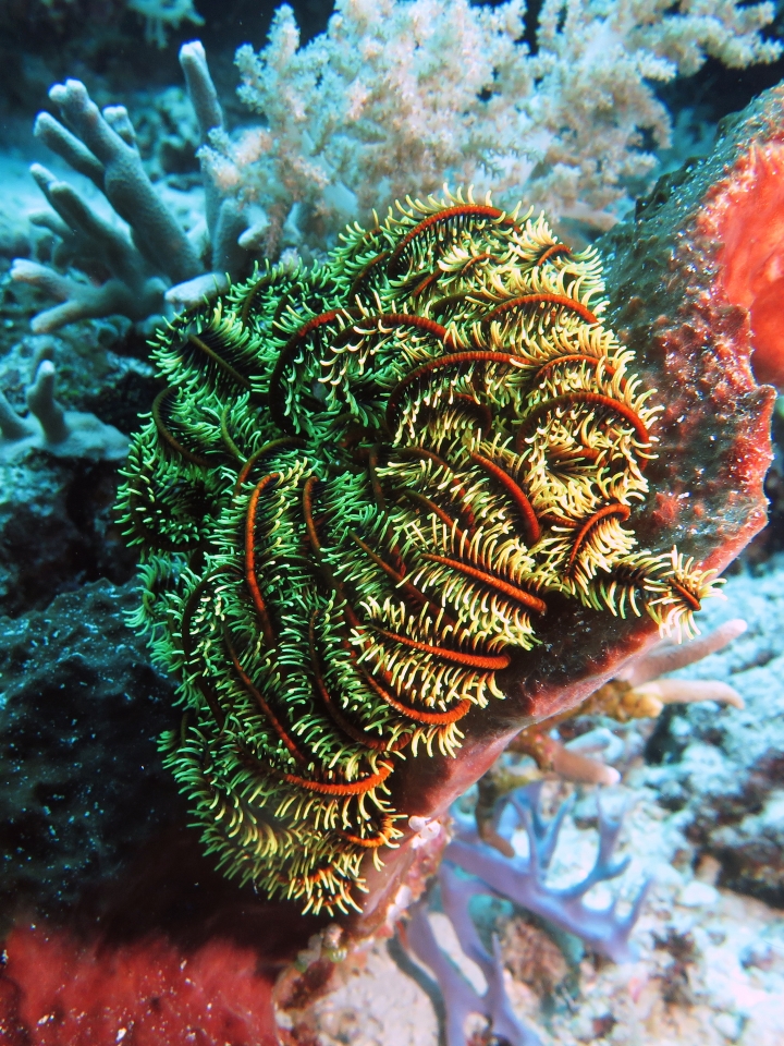 Crinoïde, Eponge