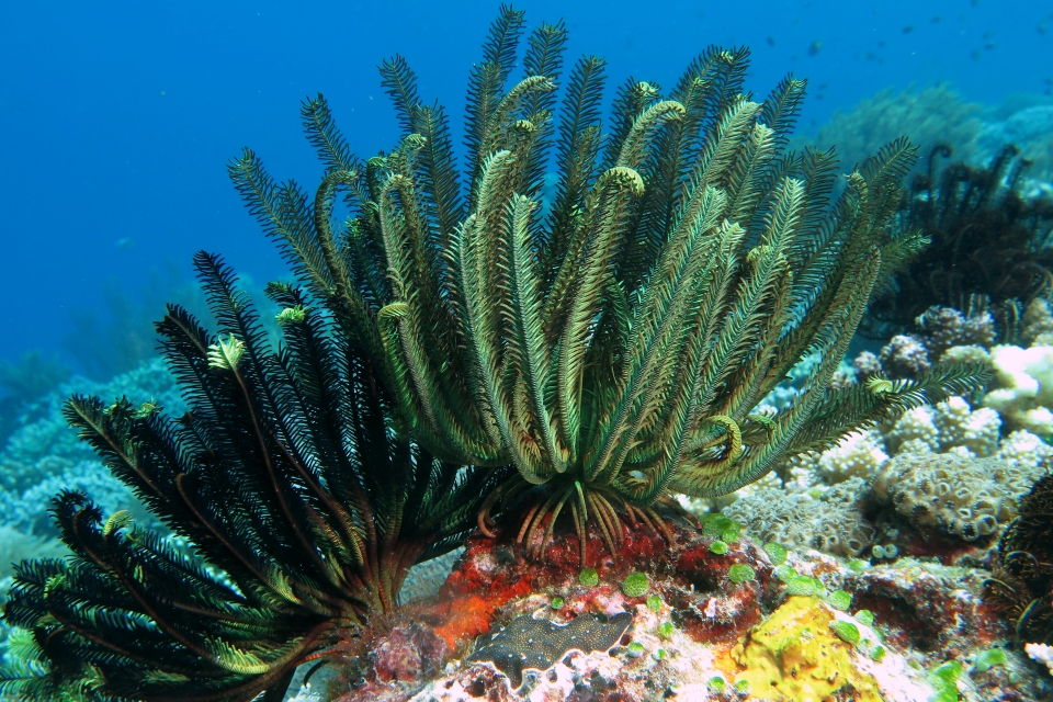 Crinoïde