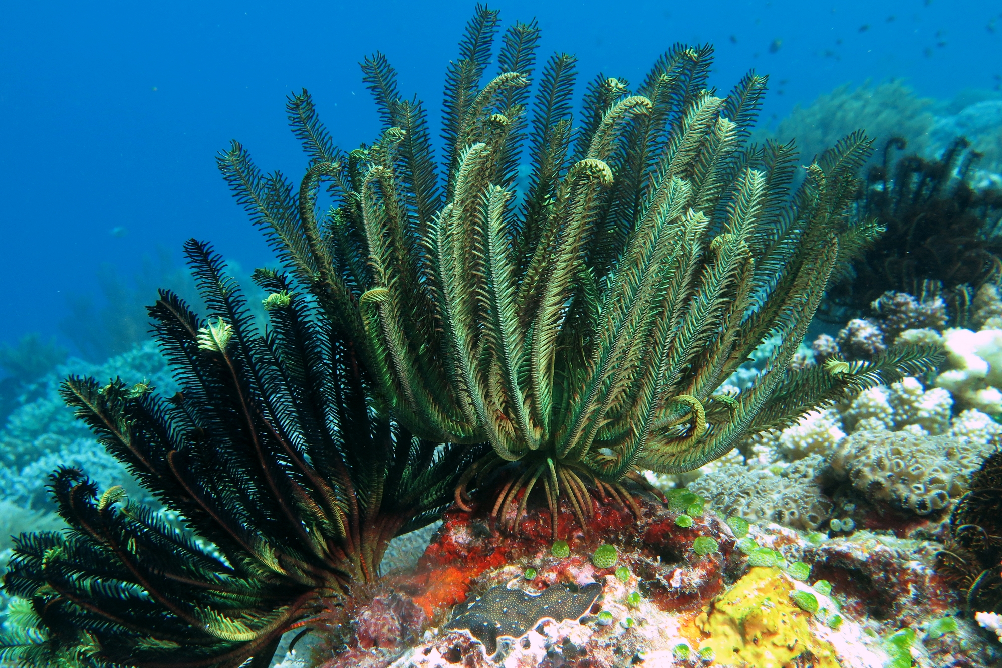 Crinoïde