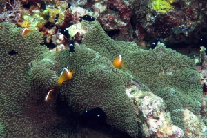 Amphiprion sandaracinos, Dascyllus trimaculatus, Stichodactyla mertensii