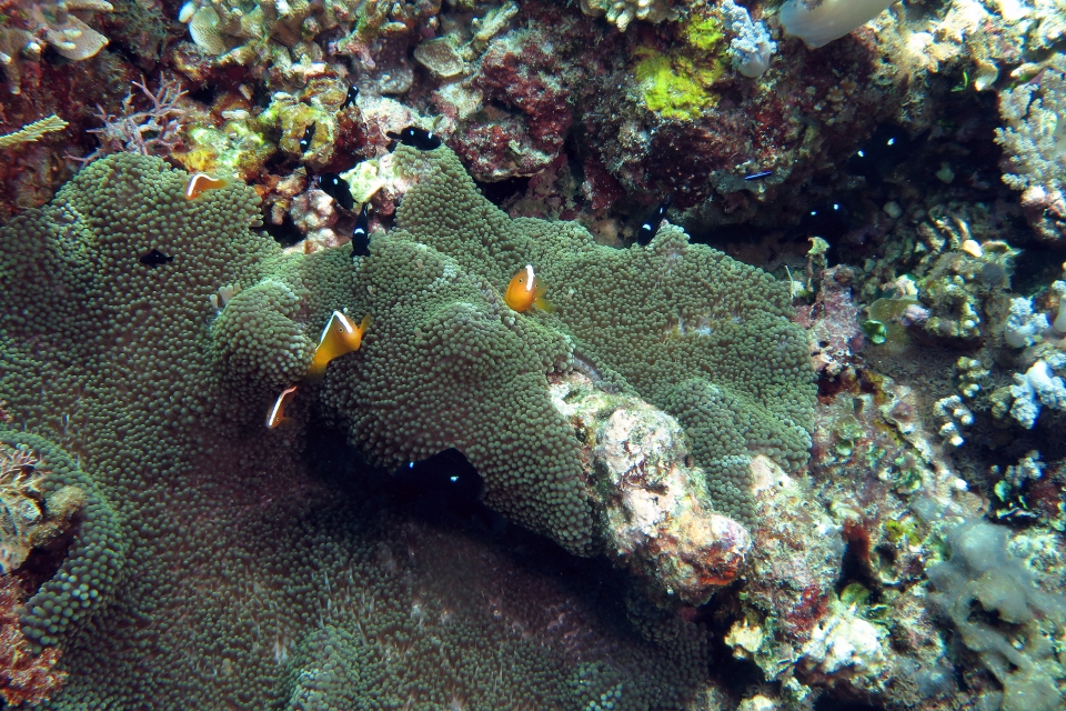 Amphiprion sandaracinos, Dascyllus trimaculatus, Stichodactyla mertensii