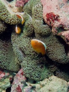 Amphiprion sandaracinos, Stichodactyla mertensii