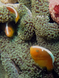 Amphiprion sandaracinos, Stichodactyla mertensii