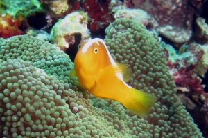 Amphiprion sandaracinos, Dascyllus trimaculatus, Stichodactyla mertensii