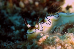 Doriprismatica atromarginata
