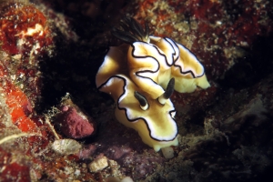 Doriprismatica atromarginata