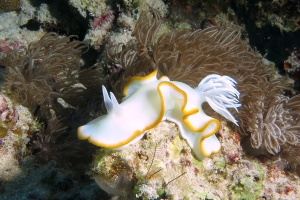 Ardeadoris egretta