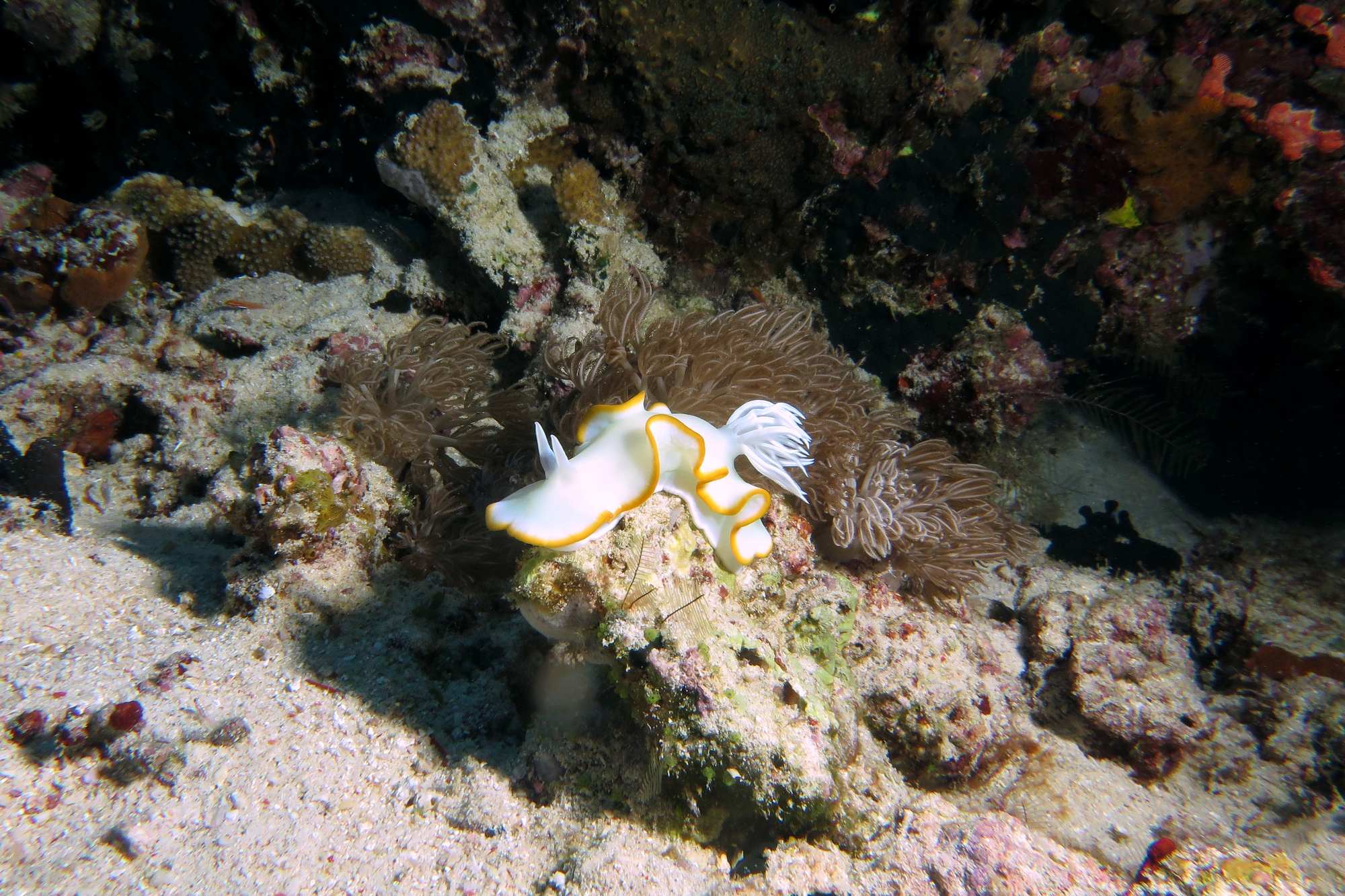 Ardeadoris egretta