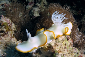 Ardeadoris egretta