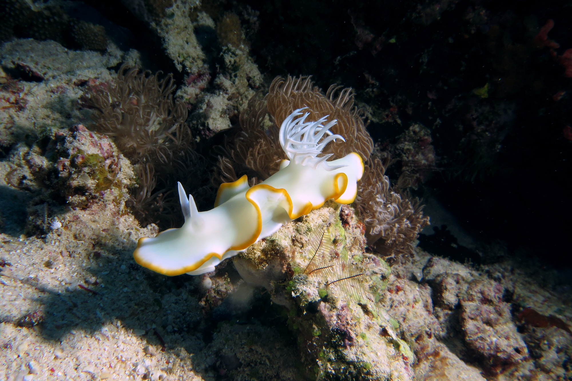 Ardeadoris egretta