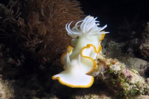 Ardeadoris egretta