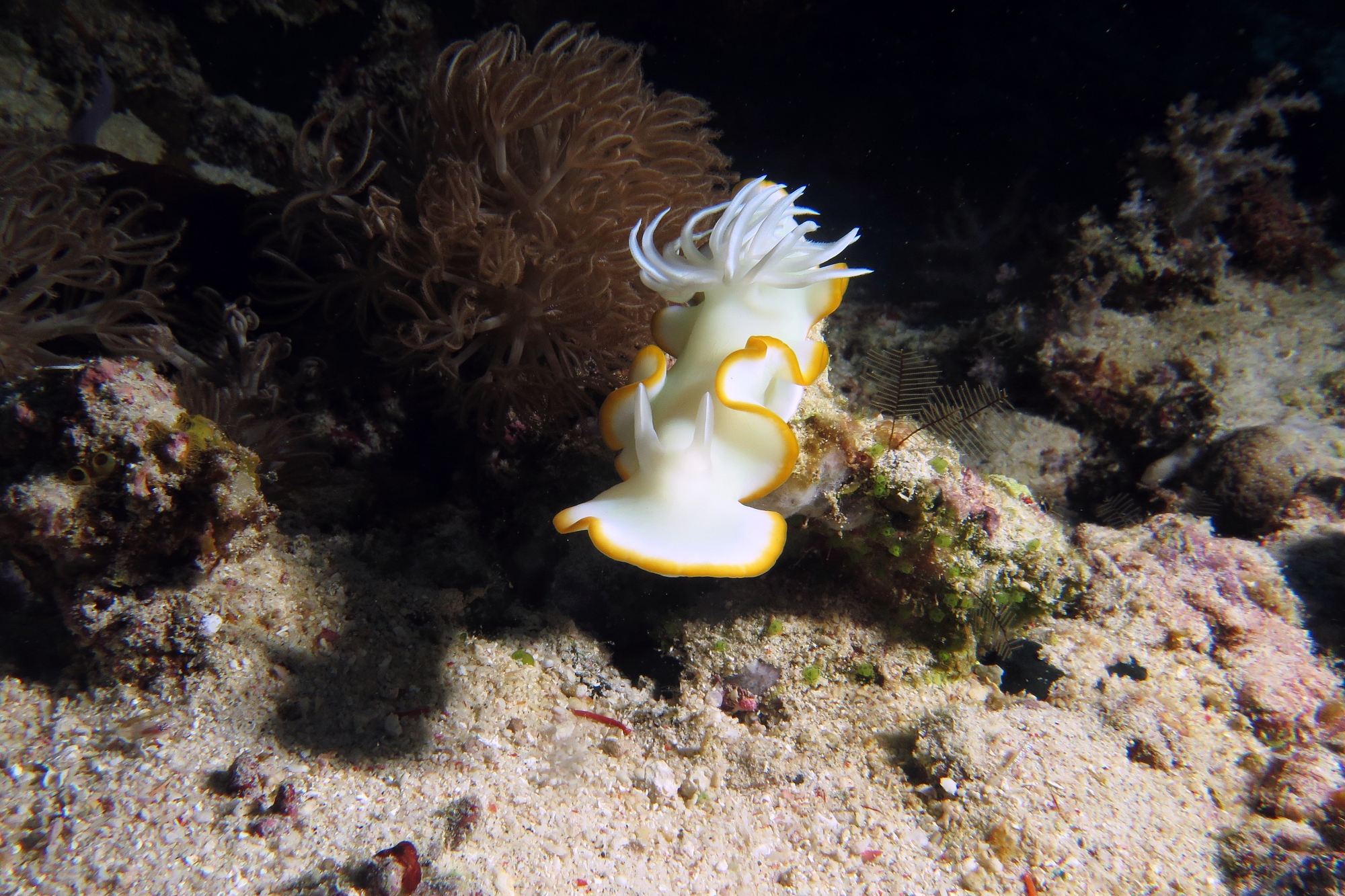 Ardeadoris egretta