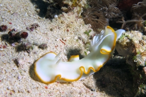 Ardeadoris egretta