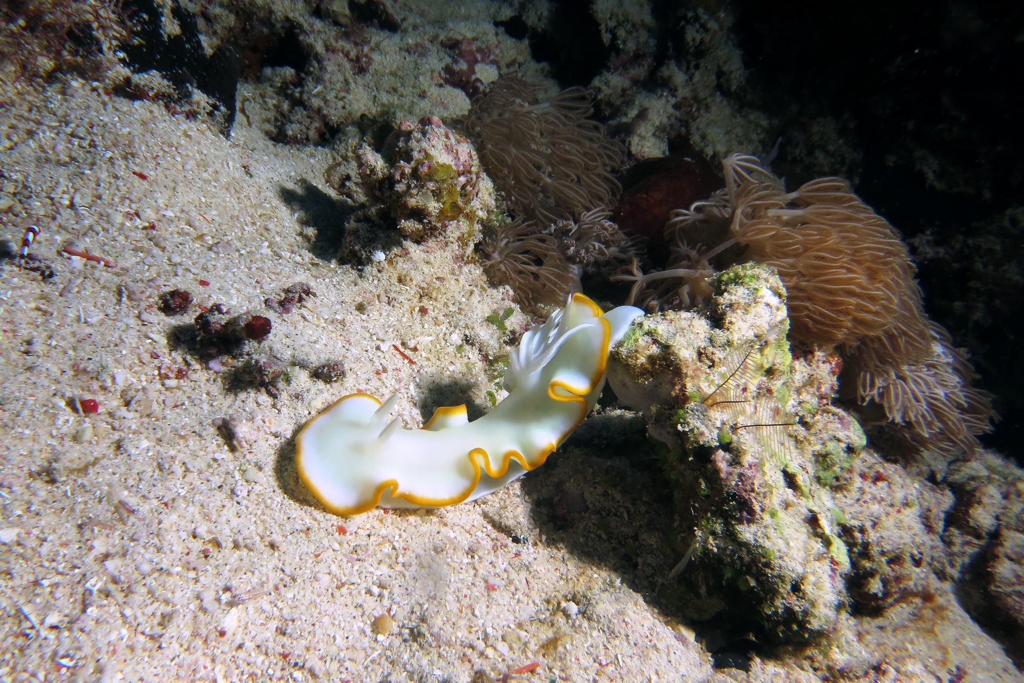 Ardeadoris egretta