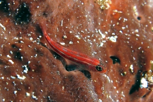 Helcogramma striata, Eponge