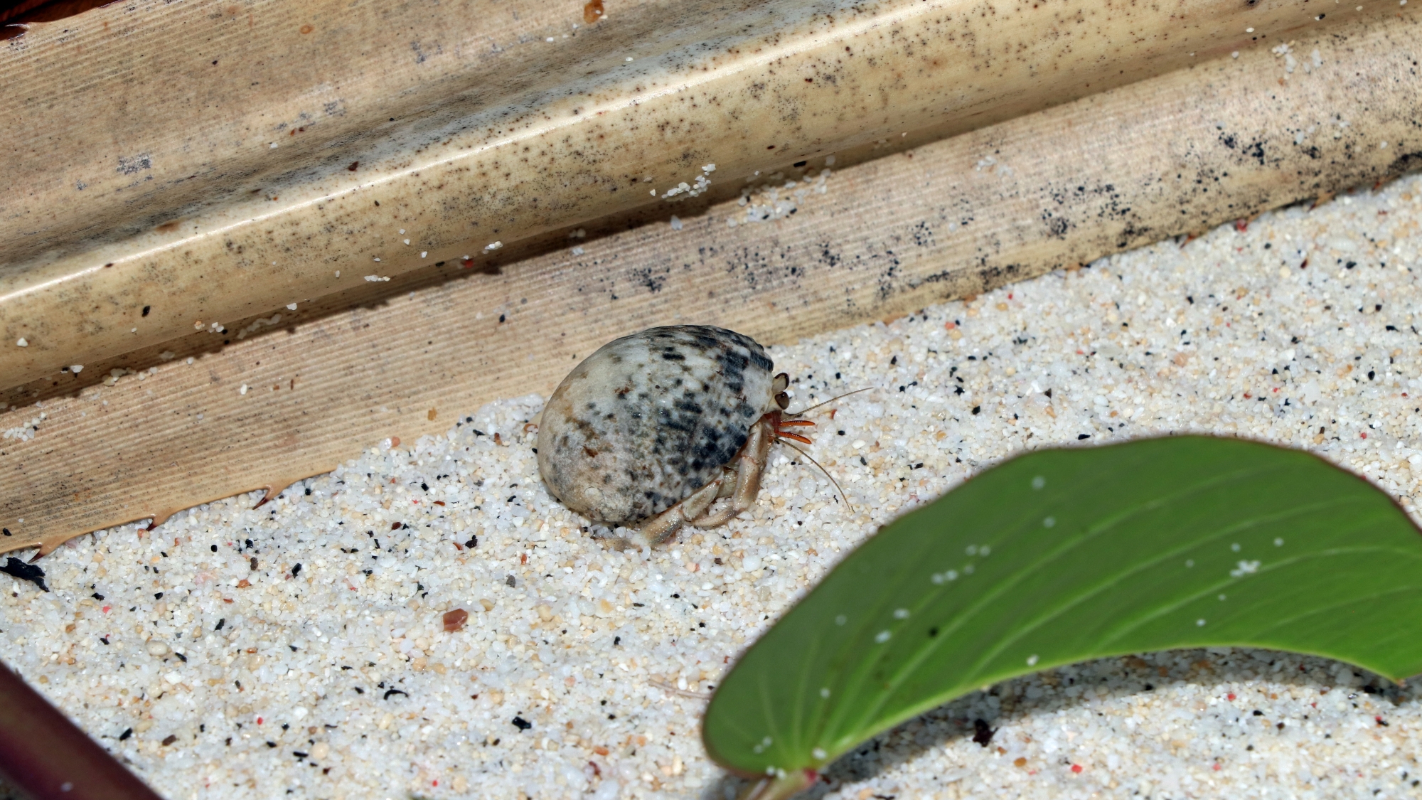 Coenobita sp. en promenade sur la plage