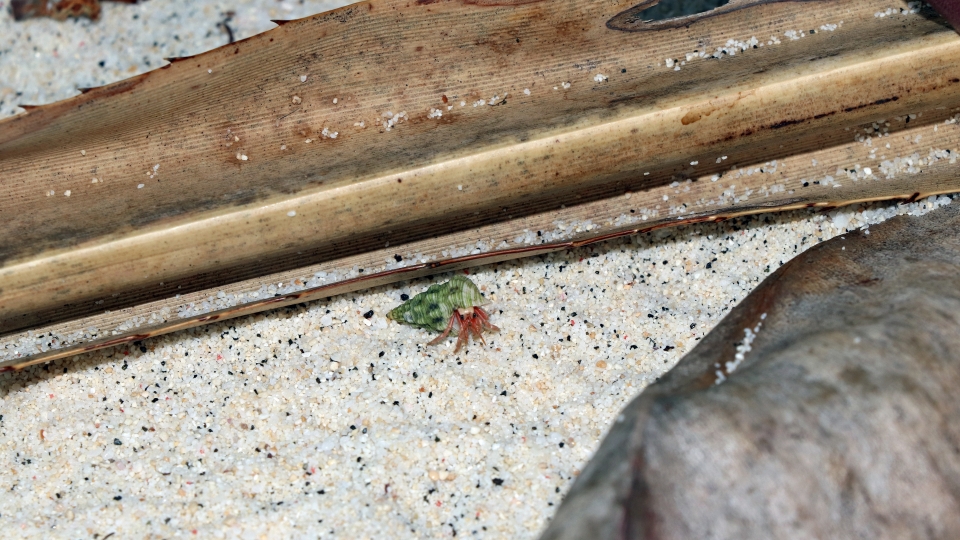 Coenobita sp. sur le sable