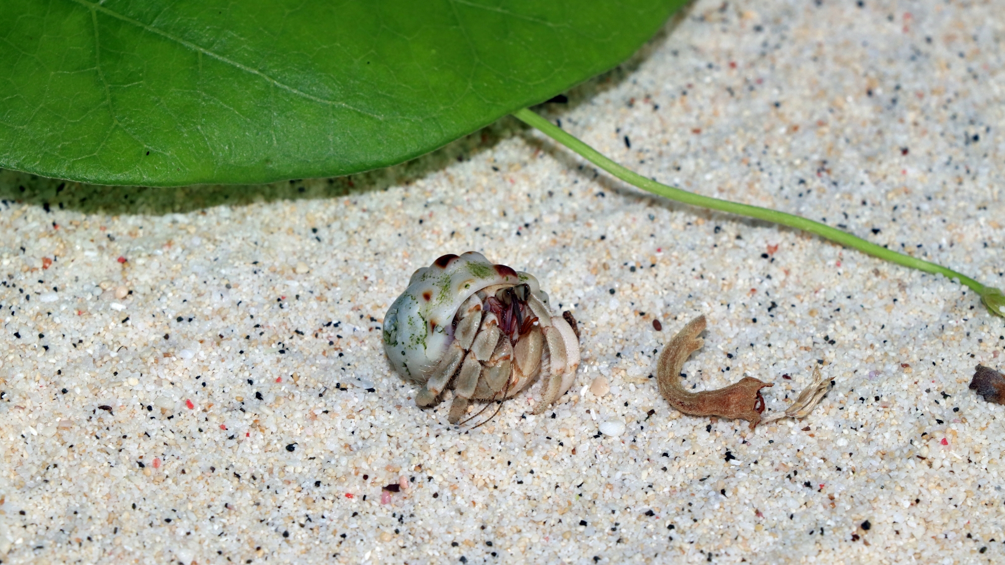 Coenobita sp. cherchant refuge