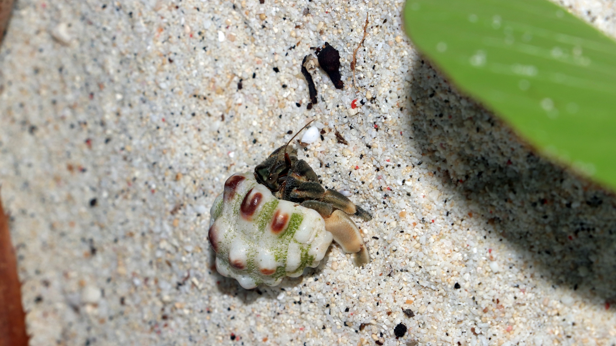 Coenobita sp. cherchant refuge