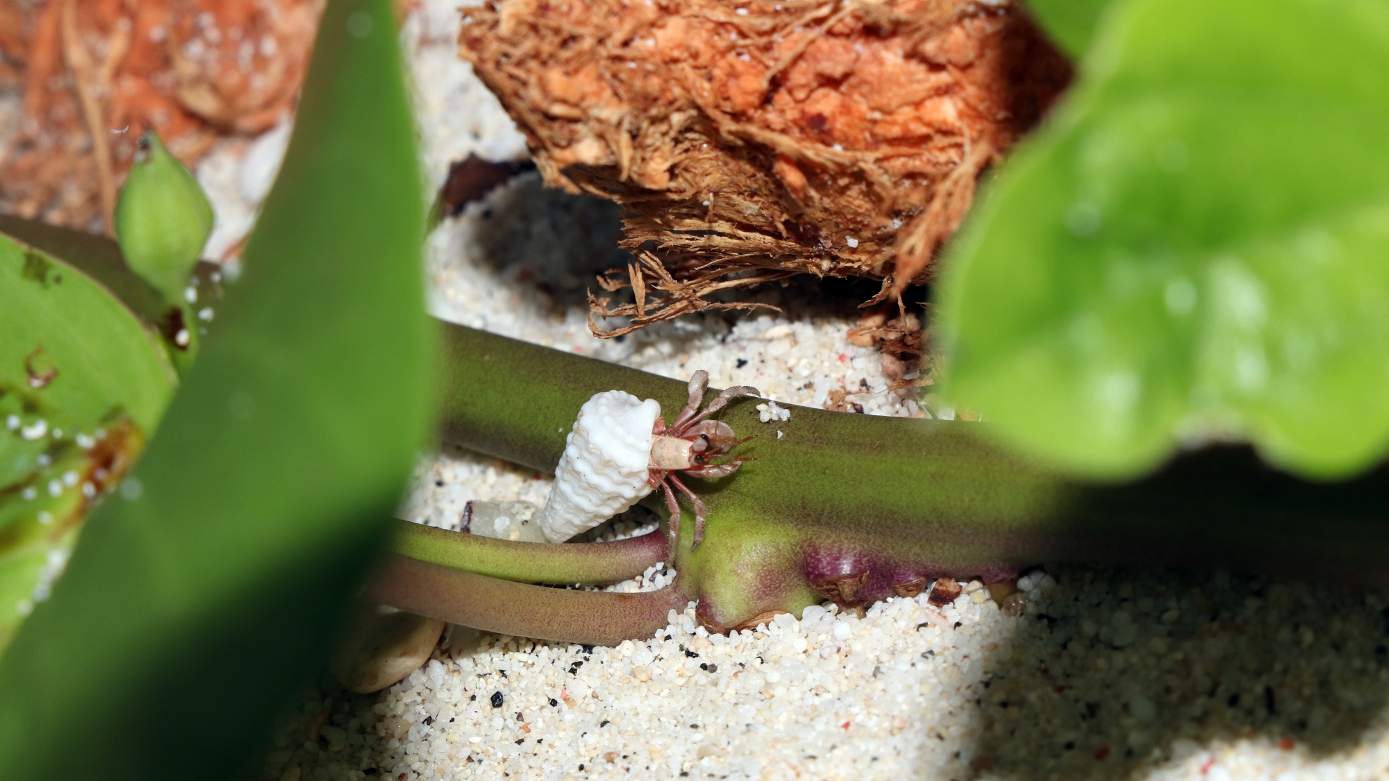 Coenobita sp. fuyant en reculant