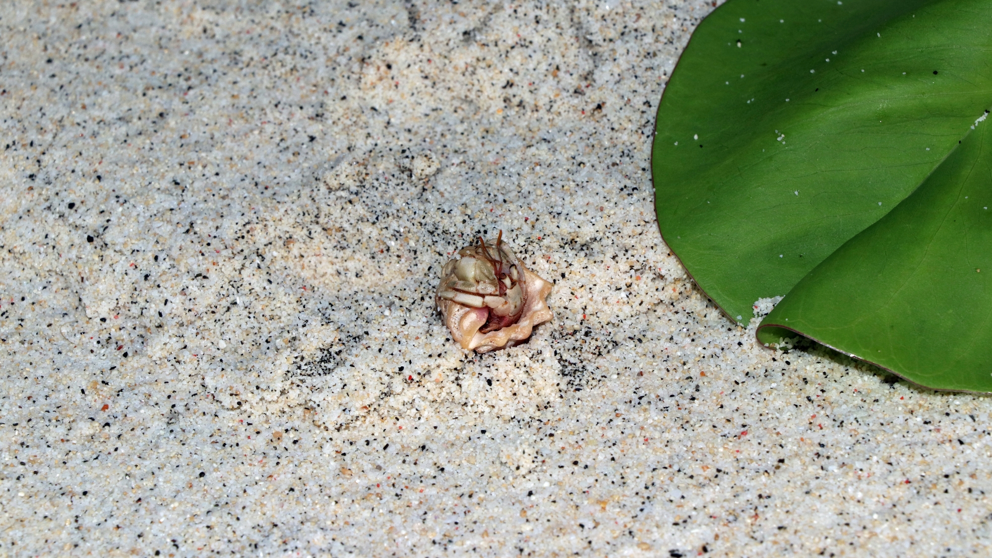Coenobita sp. redressant sa coquille