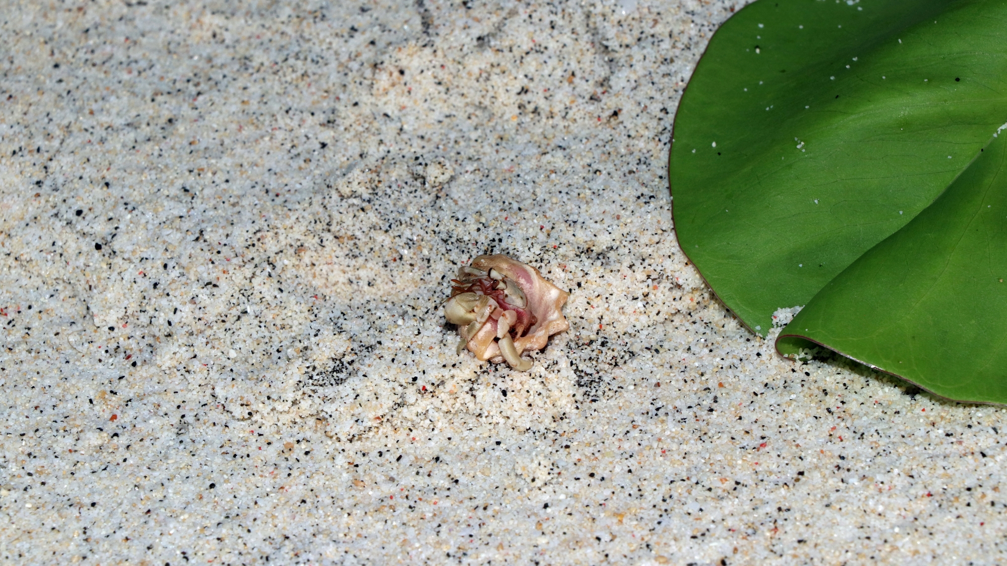 Coenobita sp. redressant sa coquille