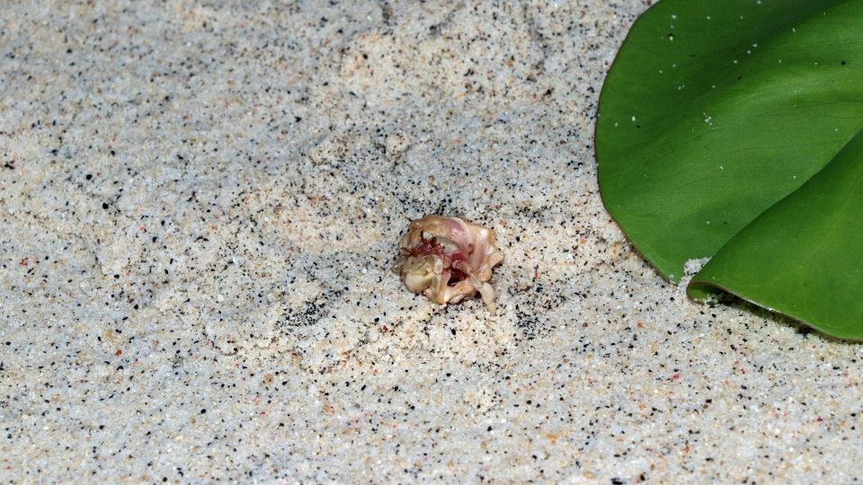 Coenobita sp. redressant sa coquille