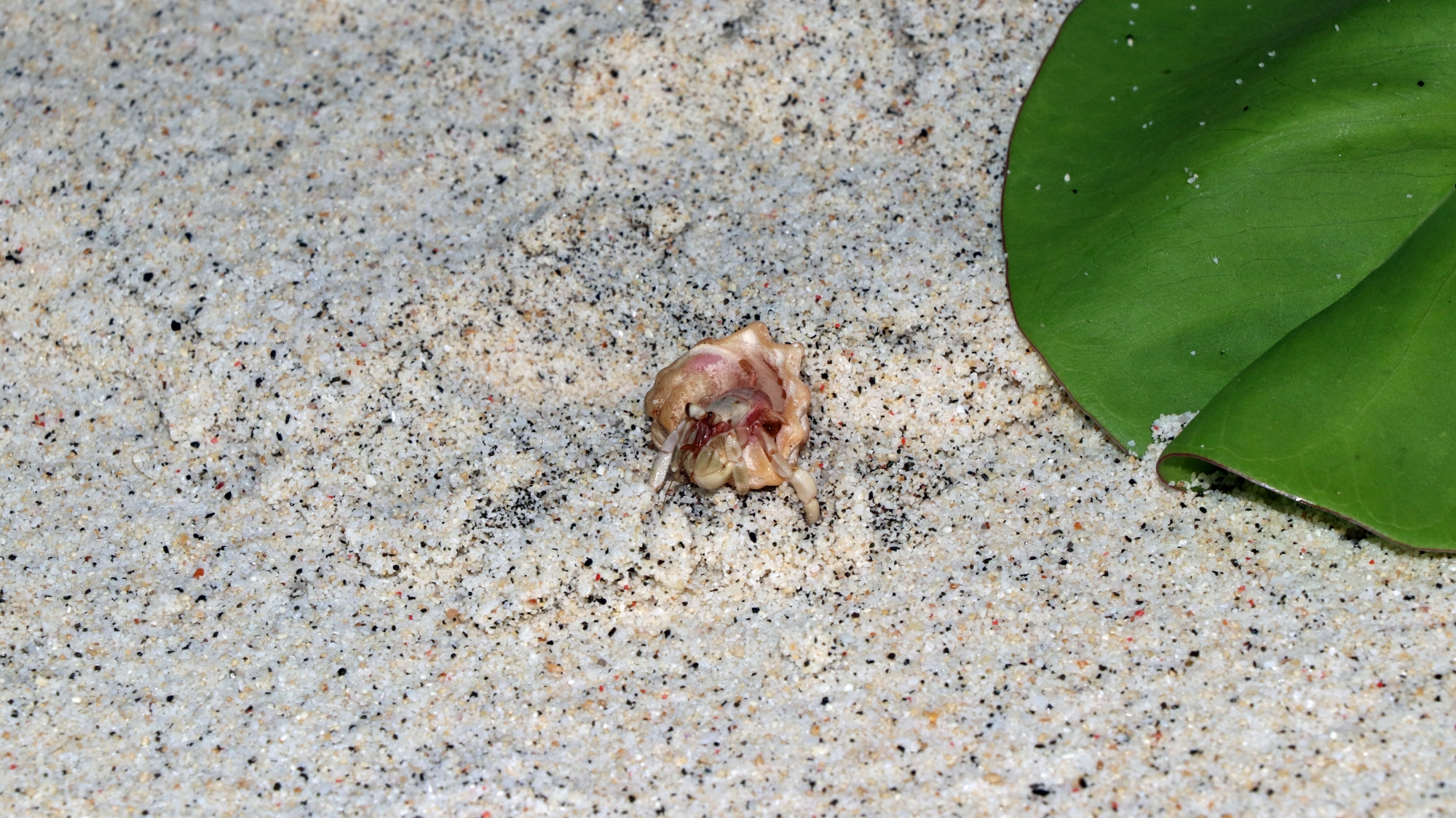 Coenobita sp. redressant sa coquille