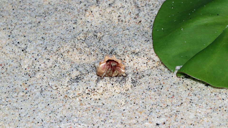Coenobita sp. redressant sa coquille. Ouf !