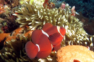 Premnas biaculeatus, Entacmaea quadricolor